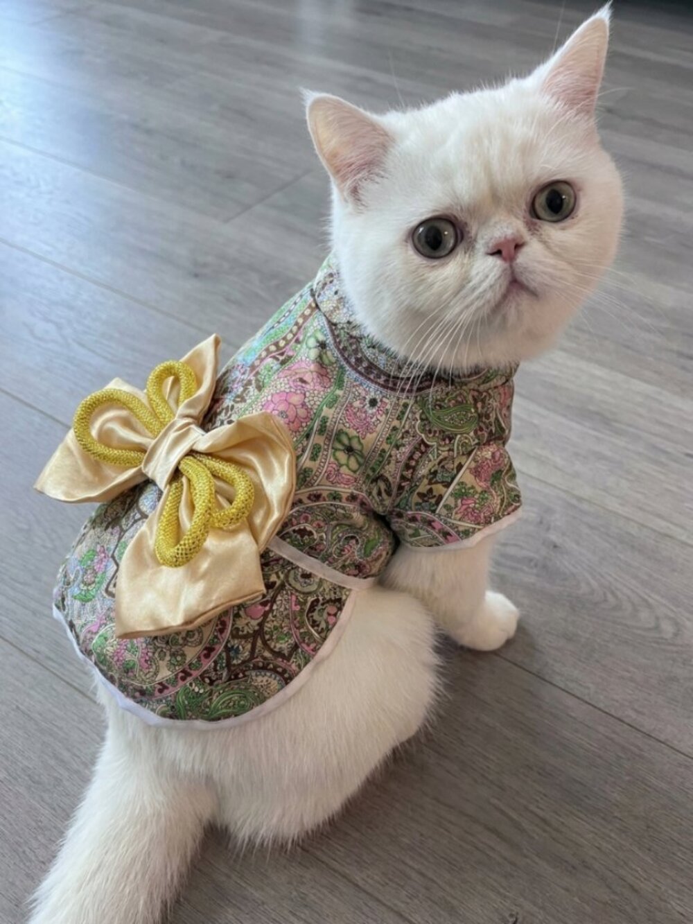 Japanese kimono-style cat dress with gold satin bow 🐱✨